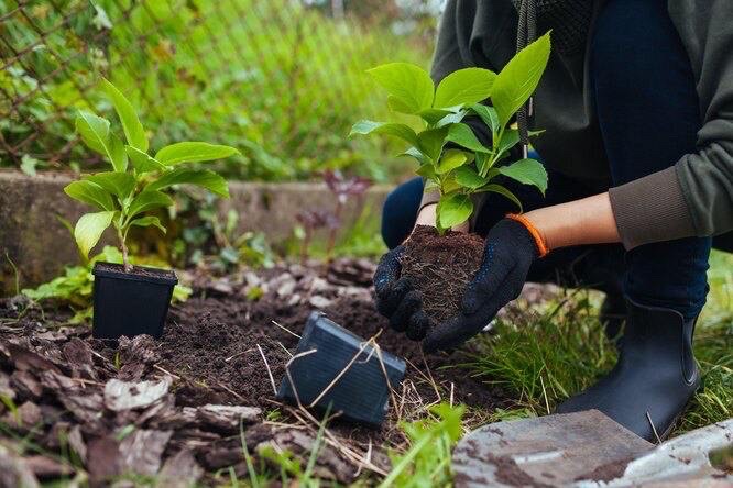 🌱 Саджаємо гортензію деревовидну

Гортензію деревовидну садять у кислий ґрунт з додаванням компосту