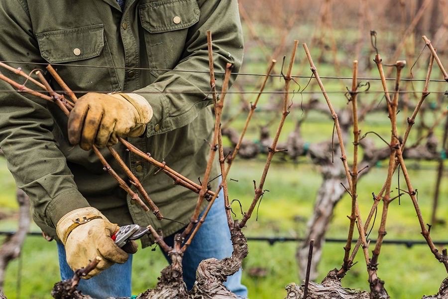 🍇 Догляд за виноградом восени

Вересень
Продовжуйте збирання врожаю. У південних посушливих районах