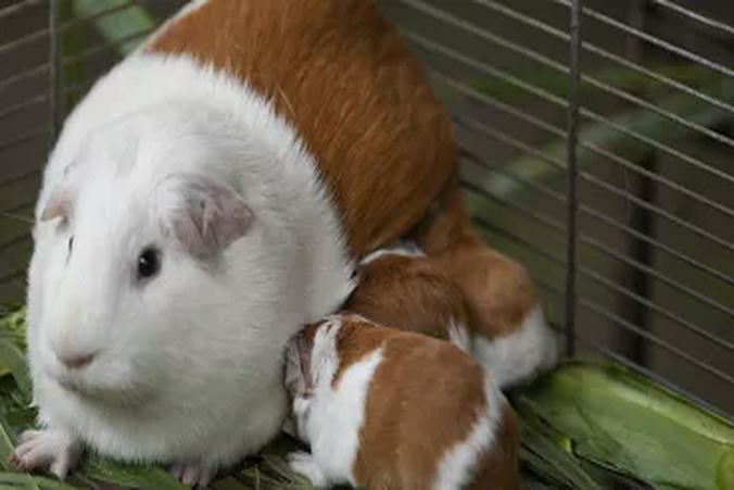 The guinea pig was created in 2004 at the National Institute