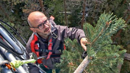 What a forest’s glow can reveal about the impact of environmental change

Albert Porcar Castell runs