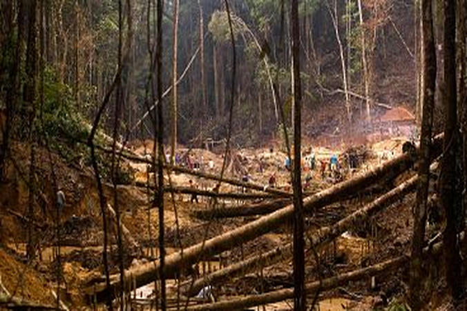 EU countries oppose MEPs’ attempts to re-open deforestation 