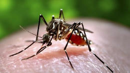 This malaria vaccine is delivered by a mosquito bite

Bites from insects infected with modified mala