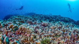 This giant coral is the biggest ever found — November’s best science images

The month’s sharpest sc